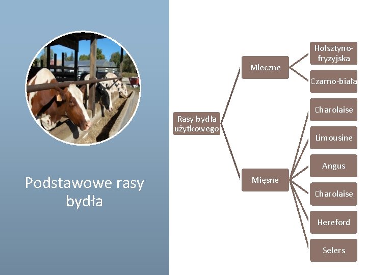 Mleczne Holsztynofryzyjska Czarno-biała Charolaise Rasy bydła użytkowego Limousine Angus Podstawowe rasy bydła Mięsne Charolaise