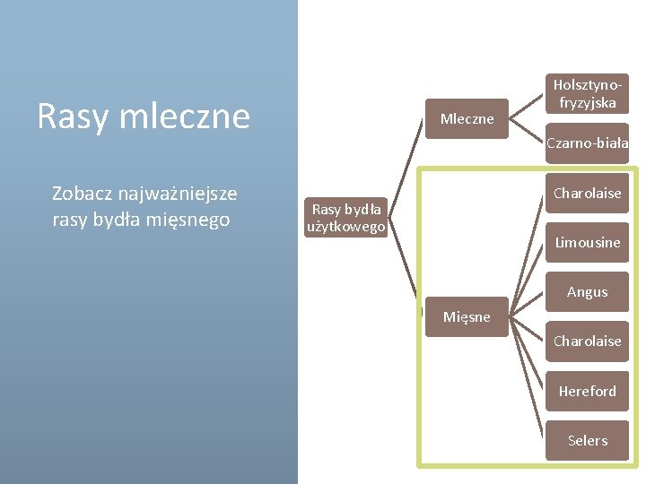 Rasy mleczne Zobacz najważniejsze rasy bydła mięsnego Mleczne Holsztynofryzyjska Czarno-biała Charolaise Rasy bydła użytkowego