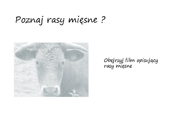 Poznaj rasy mięsne ? Obejrzyj film opisujący rasy mięsne 