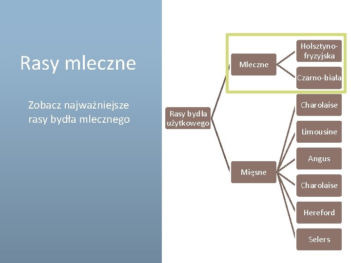 Rasy mleczne Zobacz najważniejsze rasy bydła mlecznego Mleczne Holsztynofryzyjska Czarno-biała Charolaise Rasy bydła użytkowego