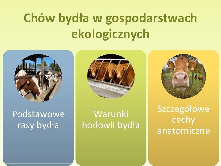 Chów bydła w gospodarstwach ekologicznych Podstawowe rasy bydła Warunki hodowli bydła Szczegółowe cechy anatomiczne