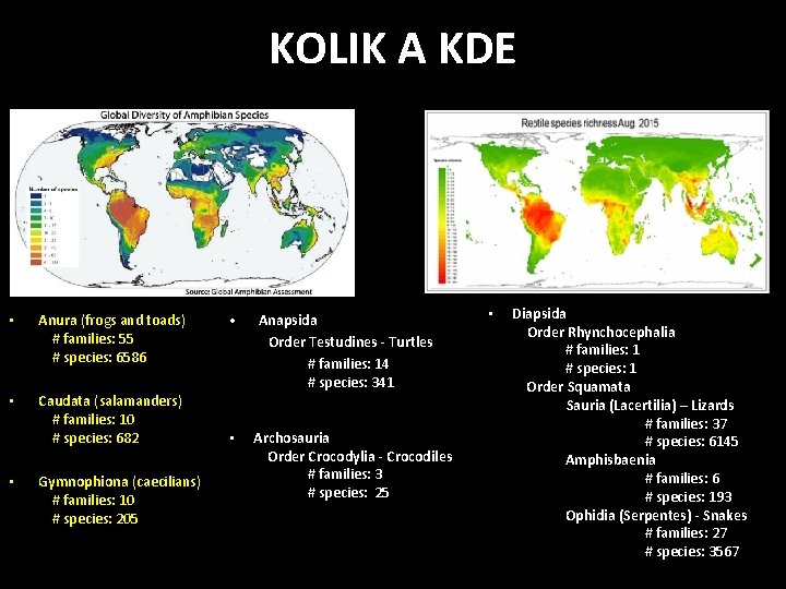 KOLIK A KDE • Anura (frogs and toads) # families: 55 # species: 6586