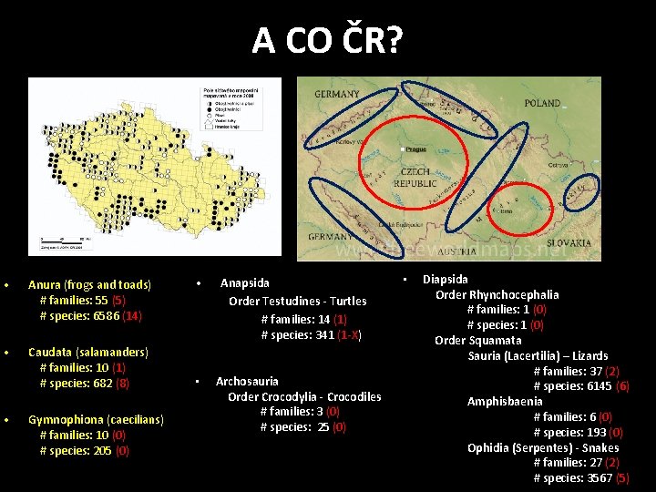 A CO ČR? • Anura (frogs and toads) # families: 55 (5) # species: