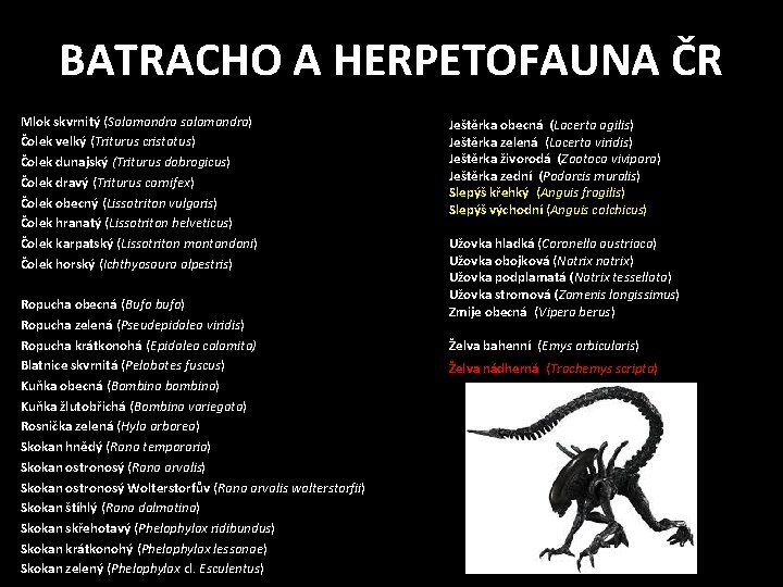 BATRACHO A HERPETOFAUNA ČR Mlok skvrnitý (Salamandra salamandra) Čolek velký (Triturus cristatus) Čolek dunajský