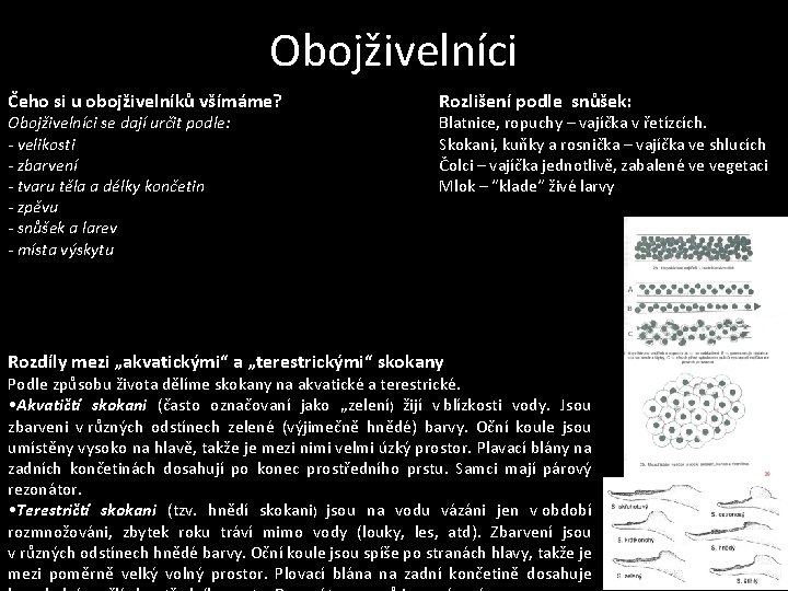 Obojživelníci Čeho si u obojživelníků všímáme? Obojživelníci se dají určit podle: - velikosti -