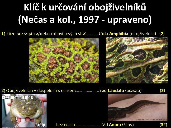 Klíč k určování obojživelníků (Nečas a kol. , 1997 - upraveno) 1) Kůže bez