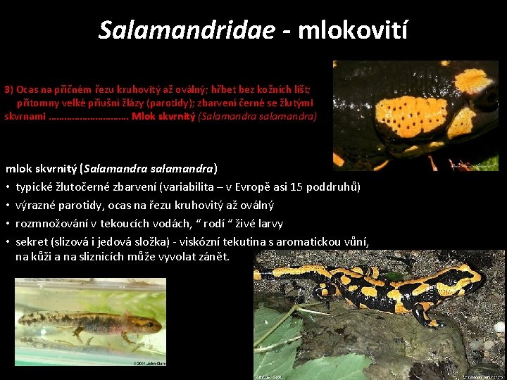 Salamandridae - mlokovití 3) Ocas na příčném řezu kruhovitý až oválný; hřbet bez kožních