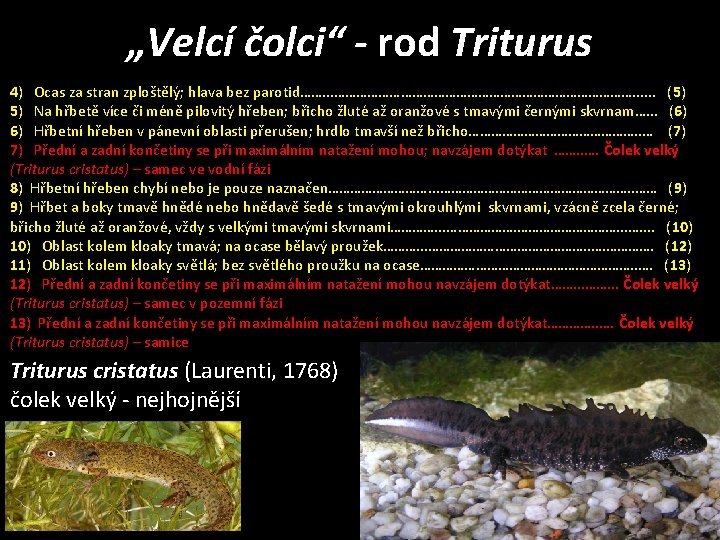 „Velcí čolci“ - rod Triturus 4) Ocas za stran zploštělý; hlava bez parotid……. .
