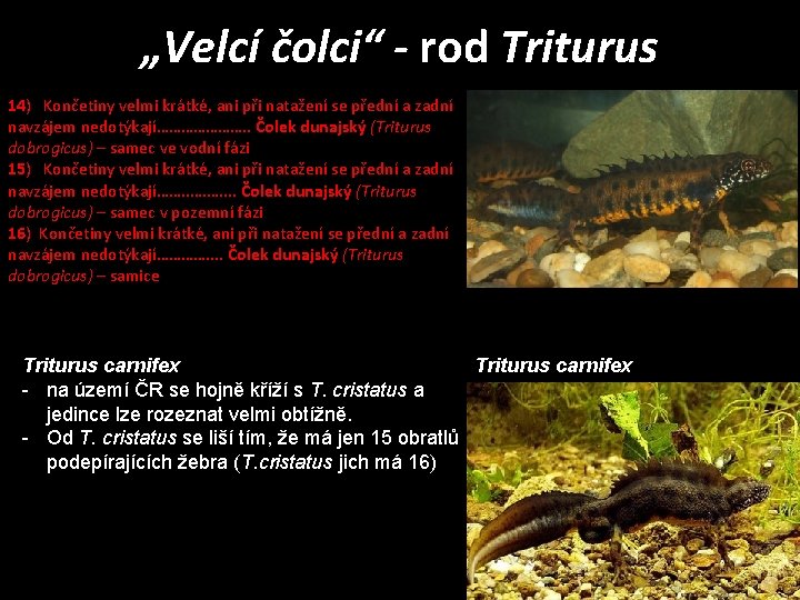 „Velcí čolci“ - rod Triturus 14) Končetiny velmi krátké, ani při natažení se přední