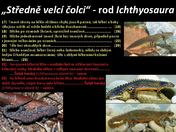 „Středně velcí čolci“ - rod Ichthyosaura 17) Tmavé skvrny na břiše většinou chybí, jsou-li