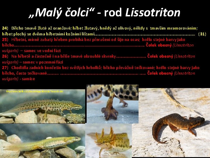 „Malý čolci“ - rod Lissotriton 24) Břicho tmavě žluté až oranžové; hřbet žlutavý, hnědý