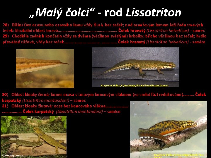 „Malý čolci“ - rod Lissotriton 28) Břišní část ocasu nebo ocasního lemu vždy žlutá,