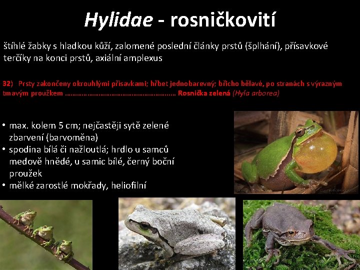 Hylidae - rosničkovití štíhlé žabky s hladkou kůží, zalomené poslední články prstů (šplhání), přísavkové