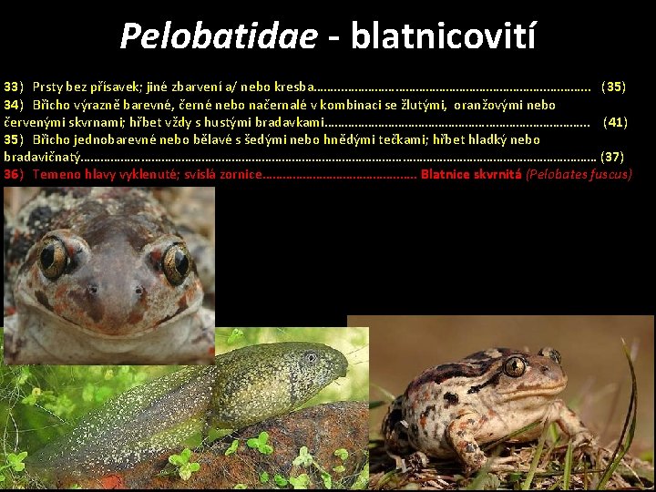 Pelobatidae - blatnicovití 33) Prsty bez přísavek; jiné zbarvení a/ nebo kresba……. . .