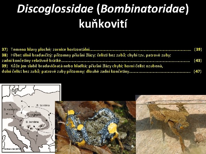 Discoglossidae (Bombinatoridae) kuňkovití 37) Temeno hlavy ploché; zornice horizontální…………………. . …………. …. (39) 38)