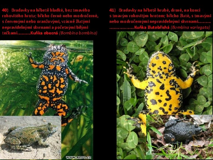 40) Bradavky na hřbetě hladké, bez tmavého rohovitého hrotu; břicho černé nebo modročerné, s