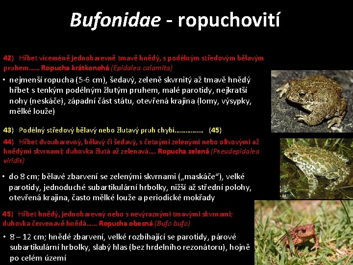 Bufonidae - ropuchovití 42) Hřbet víceméně jednobarevně tmavě hnědý, s podélným středovým bělavým pruhem……