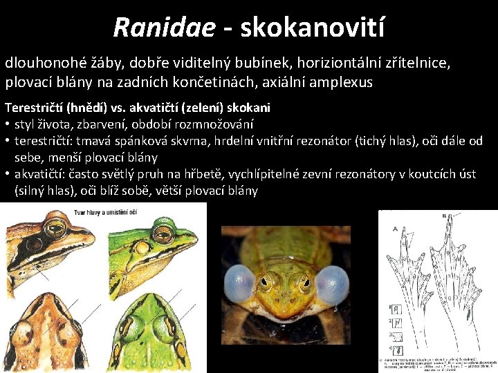 Ranidae - skokanovití dlouhonohé žáby, dobře viditelný bubínek, horiziontální zřítelnice, plovací blány na zadních