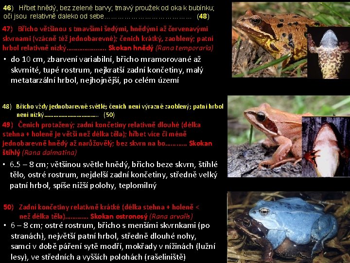46) Hřbet hnědý, bez zelené barvy; tmavý proužek od oka k bubínku; oči jsou