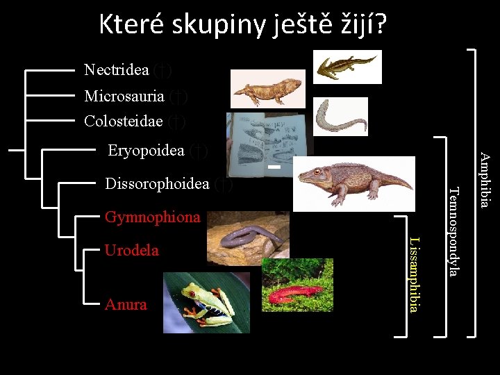 Které skupiny ještě žijí? Nectridea (†) Microsauria (†) Colosteidae (†) Gymnophiona Anura Lissamphibia Urodela