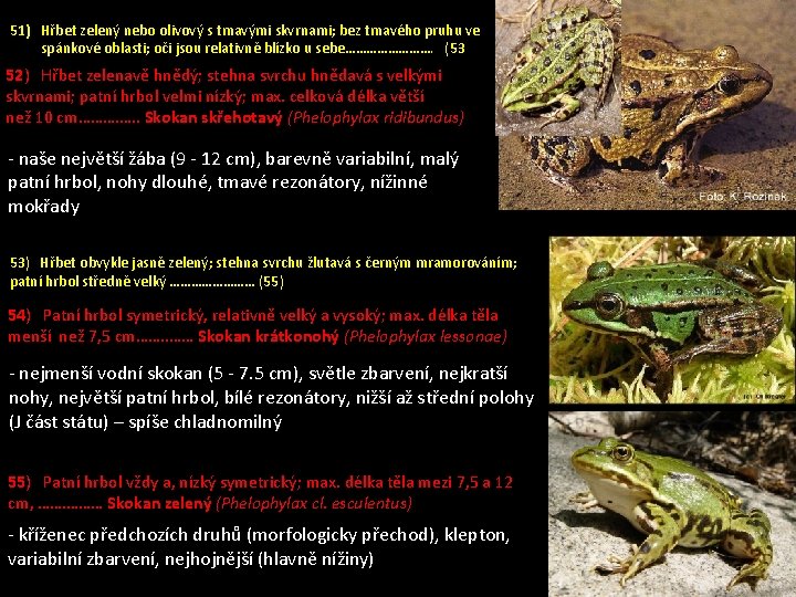 51) Hřbet zelený nebo olivový s tmavými skvrnami; bez tmavého pruhu ve spánkové oblasti;