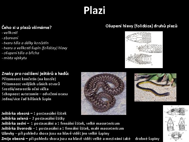 Plazi Čeho si u plazů všímáme? Ošupení hlavy (folidóza) druhů plazů - velikosti -