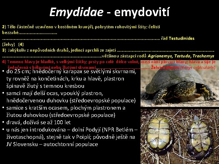 Emydidae - emydovití 2) Tělo částečně uzavřeno v kostěném krunýři, pokrytém rohovitými štíty; čelisti