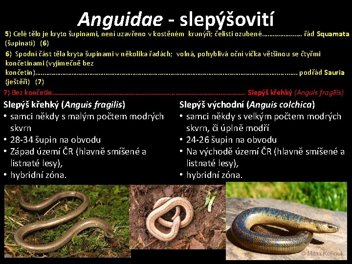 Anguidae - slepýšovití 5) Celé tělo je kryto šupinami, není uzavřeno v kostěném krunýři;