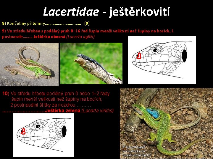 Lacertidae - ještěrkovití 8) Končetiny přítomny…………. . . …… (9) 9) Ve středu hřebenu