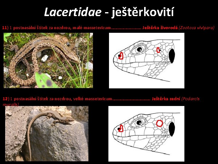 Lacertidae - ještěrkovití 11) 1 postnasální štítek za nozdrou, malé massetericum………………. Ještěrka živorodá (Zootoca