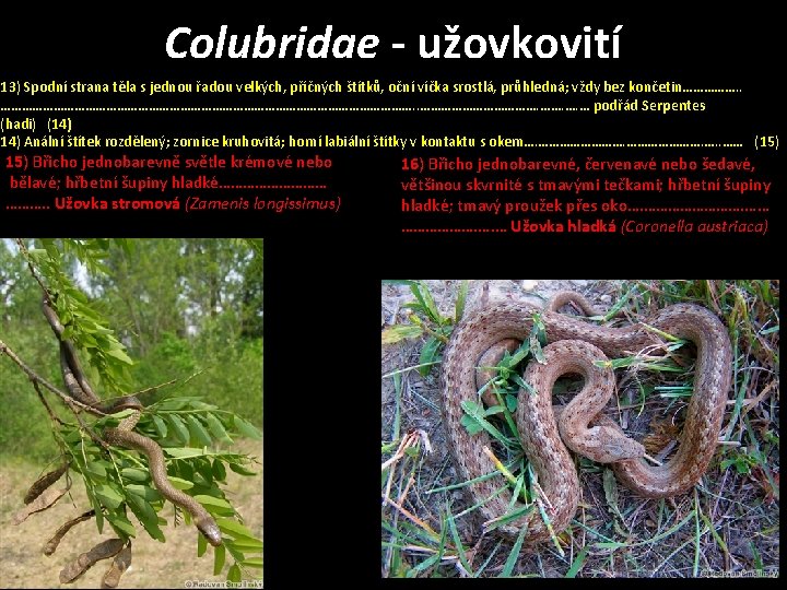 Colubridae - užovkovití 13) Spodní strana těla s jednou řadou velkých, příčných štítků, oční
