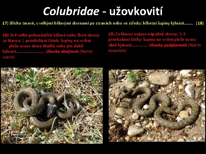 Colubridae - užovkovití 17) Břicho tmavé, s velkými bělavými skvrnami po stranách nebo ve