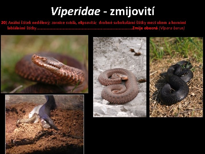 Viperidae - zmijovití 20) Anální štítek nedělený; zornice svislá, elipsovitá; drobné subokulární štítky mezi