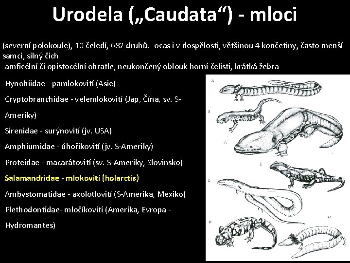 Urodela („Caudata“) - mloci (severní polokoule), 10 čeledí, 682 druhů. -ocas i v dospělosti,