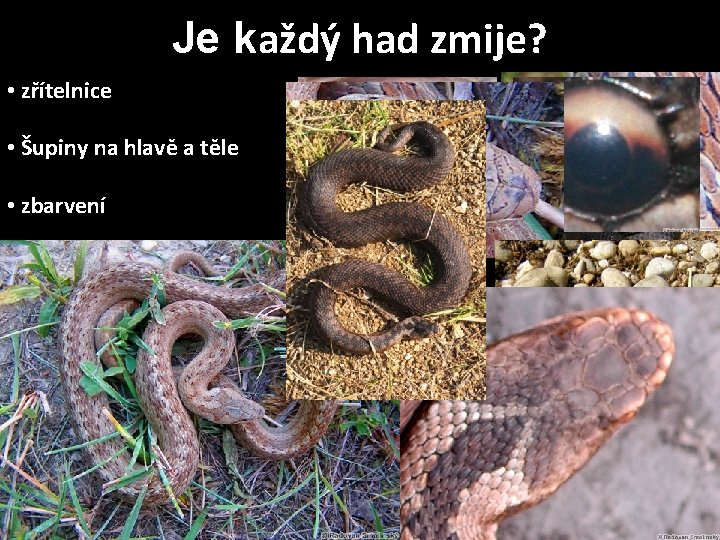 Je každý had zmije? • zřítelnice • Šupiny na hlavě a těle • zbarvení