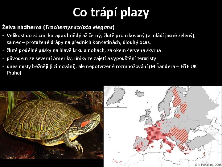 Co trápí plazy Želva nádherná (Trachemys scripta elegans) • Velikost do 30 cm; karapax