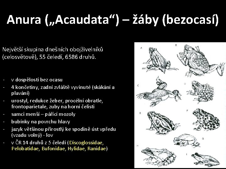 Anura („Acaudata“) – žáby (bezocasí) Největší skupina dnešních obojživelníků (celosvětově), 55 čeledí, 6586 druhů.