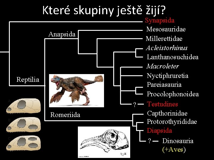 Které skupiny ještě žijí? Anapsida Reptilia ? Romeriida Synapsida Mesosauridae Millerettidae Acleistorhinus Lanthanosuchidea Macroleter
