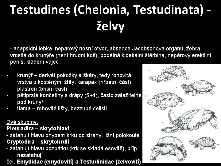 Testudines (Chelonia, Testudinata) - želvy - anapsidni lebka, nepárový nosní otvor, absence Jacobsonova orgánu,