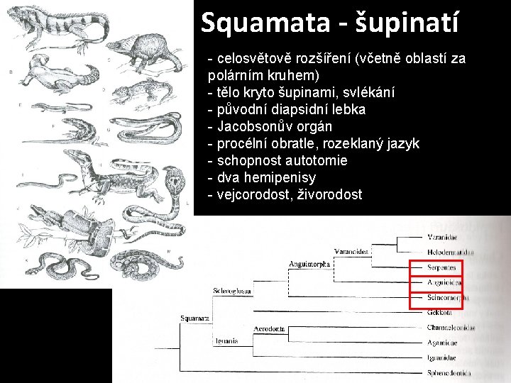 Squamata - šupinatí - celosvětově rozšíření (včetně oblastí za polárním kruhem) - tělo kryto