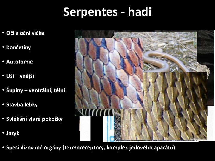 Serpentes - hadi • Oči a oční víčka • Končetiny • Autotomie • Uši