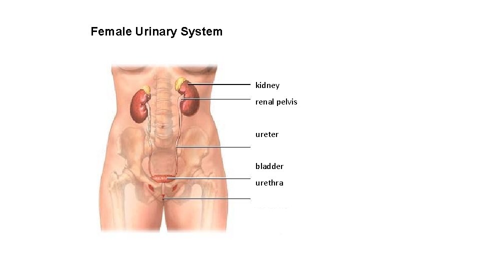 Female Urinary System kidney renal pelvis ureter bladder urethra 