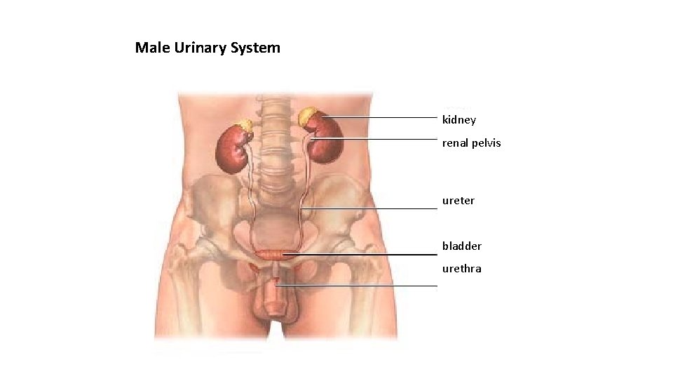 Male Urinary System kidney renal pelvis ureter bladder urethra 
