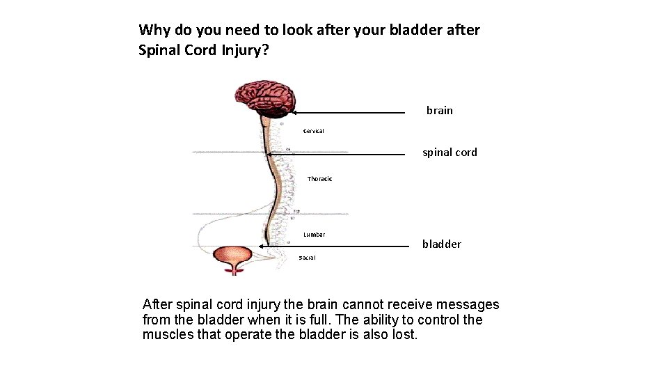 Why do you need to look after your bladder after Spinal Cord Injury? brain