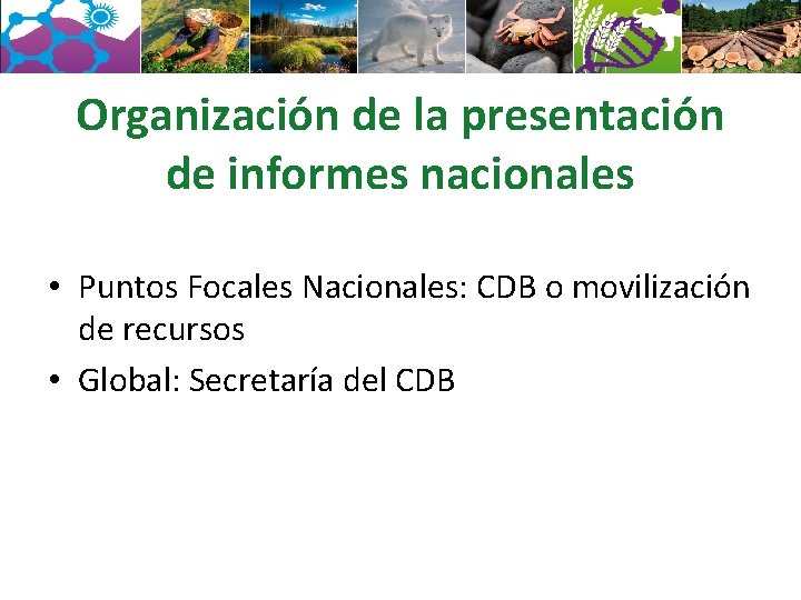 Organización de la presentación de informes nacionales • Puntos Focales Nacionales: CDB o movilización