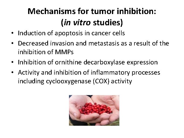 Mechanisms for tumor inhibition: (in vitro studies) • Induction of apoptosis in cancer cells