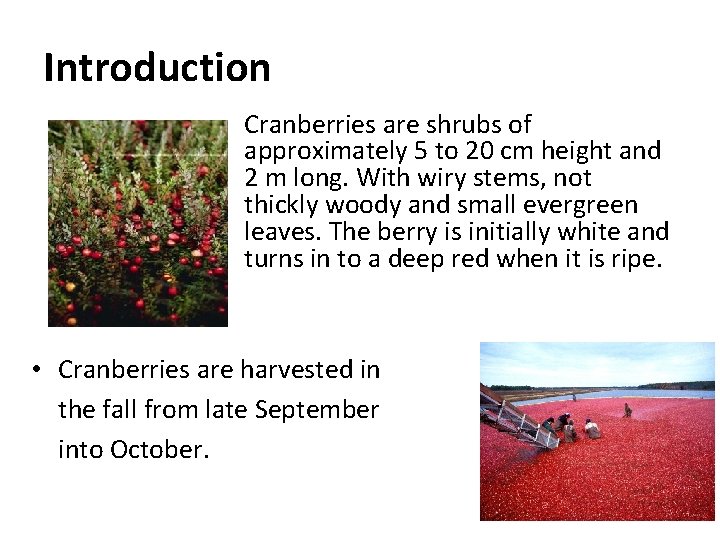 Introduction • Cranberries are shrubs of approximately 5 to 20 cm height and 2