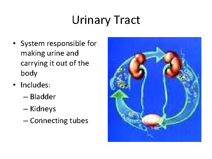Urinary Tract • System responsible for making urine and carrying it out of the