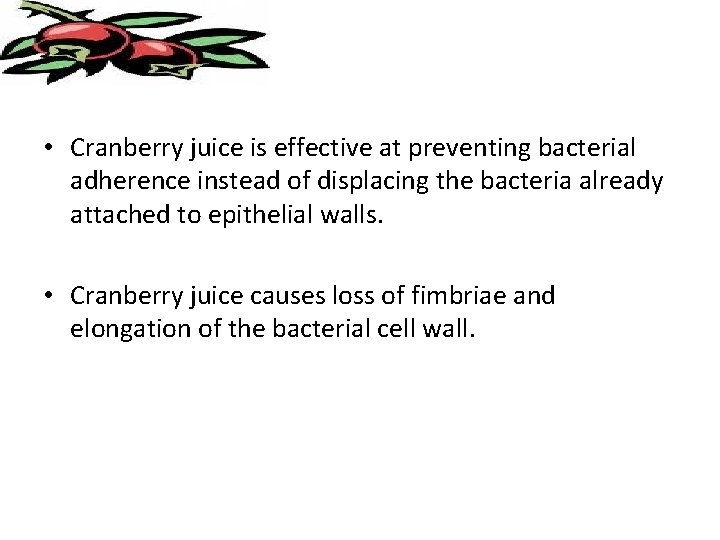  • Cranberry juice is effective at preventing bacterial adherence instead of displacing the