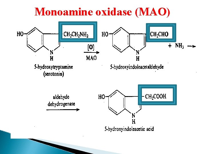 Monoamine oxidase (MAO) 